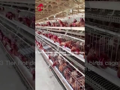 Складное земледелие Использование 2-классовой батарейной клетки Птицеводческий дом горячее погружение оцинкованный песок