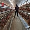 110 кг. Куриная клетка с батареей площадью 450 см2 площадь/птица Адела
