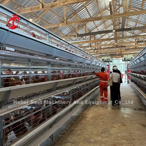 Полноавтоматическая клетка для куриных цыплят типа H для 500-50000 цыплят Ферма в Африке