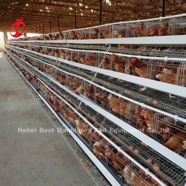 Уцените тип клетку батареи птицы для птиц продажи 160 слоя в Замбии Adela