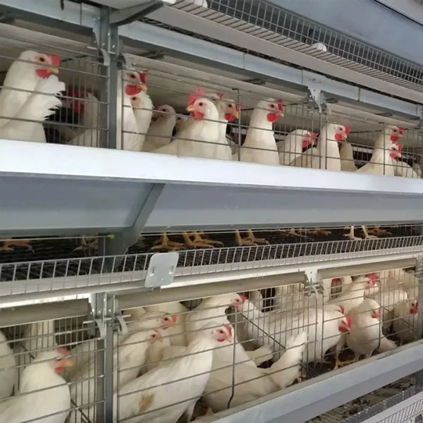Оборудование для птицеводческих ферм H-type Battery Chicken Cage System для бройлеров